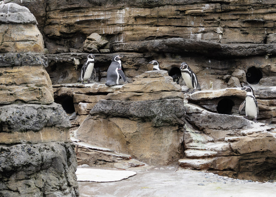 Woodland Park Zoo — photo 4